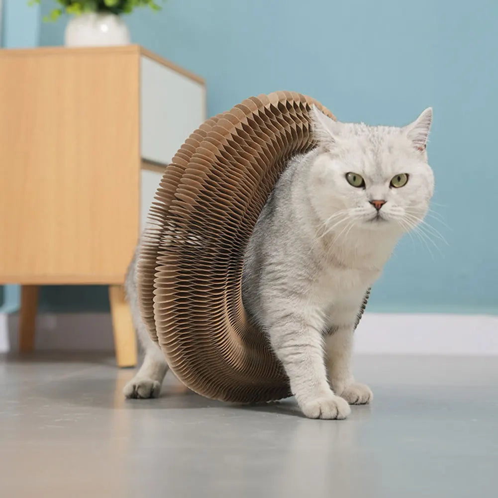 Planche à Gratter Magique pour Chat, Jouet Interactif en Accordéon, Fournitures pour Animaux de Compagnie